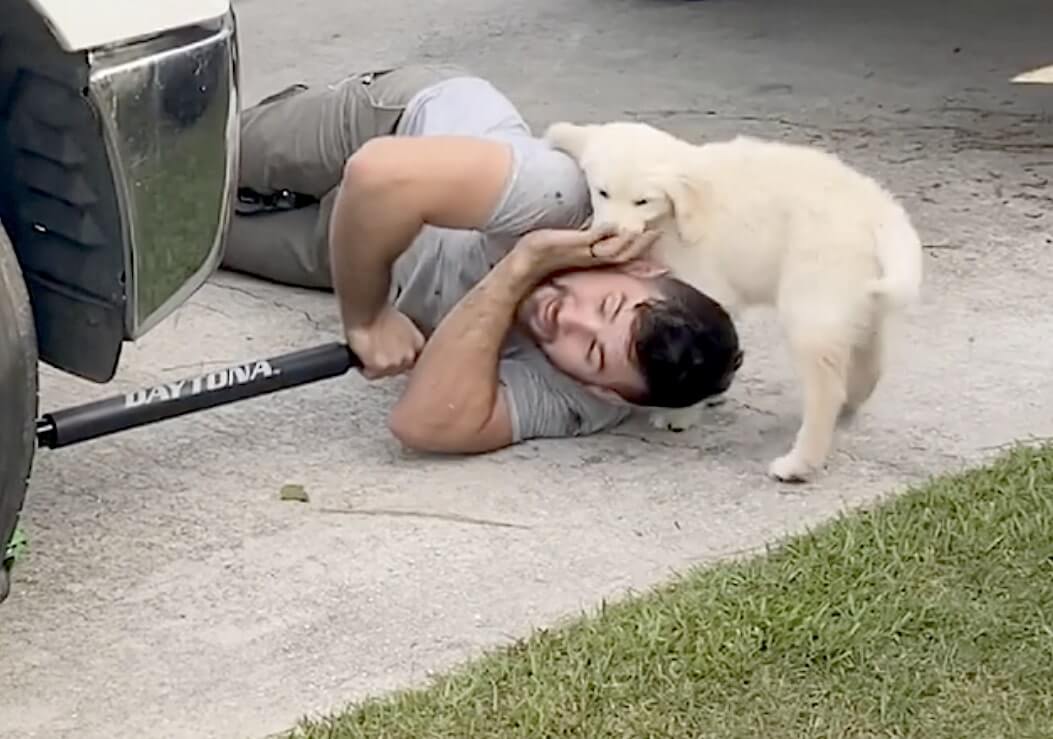 ゴールデンレトリーバー,動画