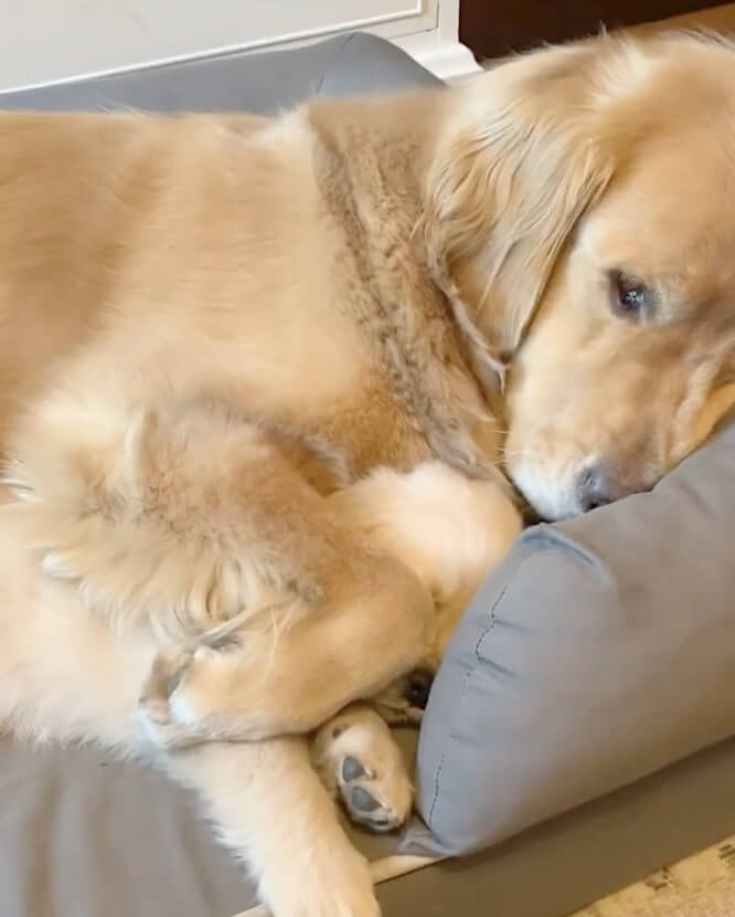 ゴールデンレトリーバー,動画