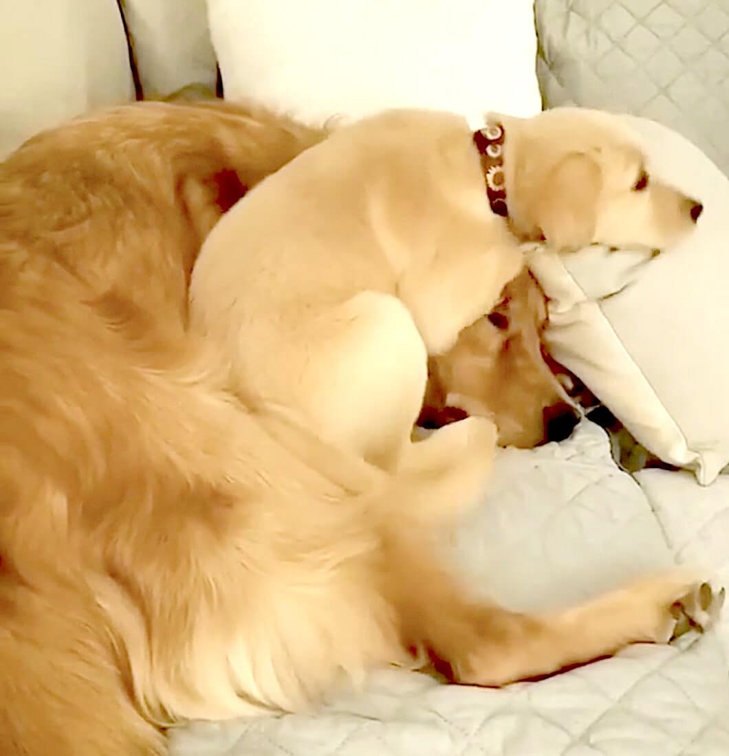 ゴールデンレトリーバー,動画