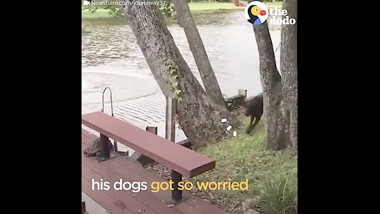 ラブラドールレトリーバー,動画