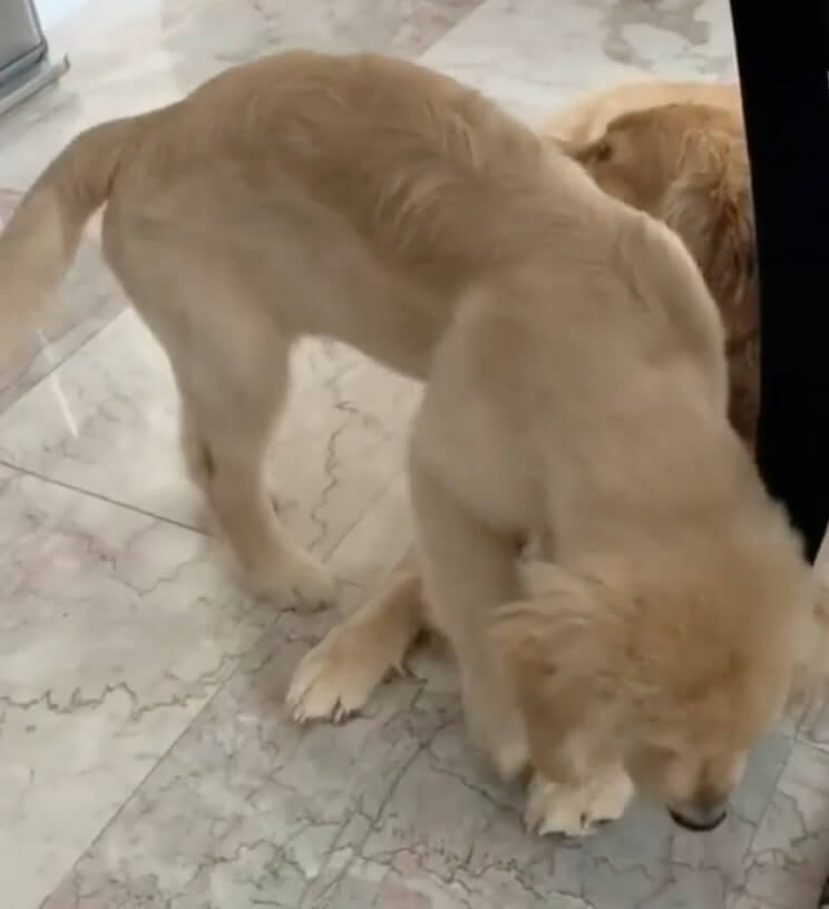 ゴールデンレトリーバー,動画