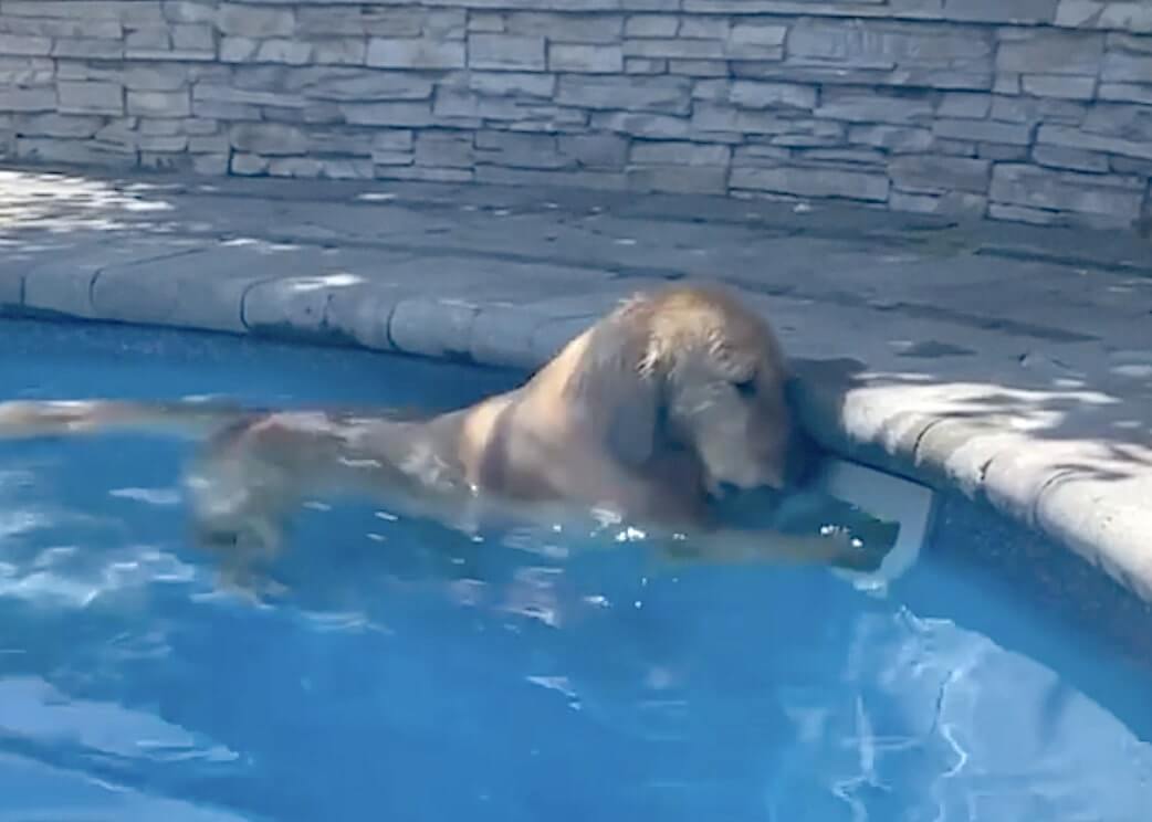 ゴールデンレトリーバー,動画