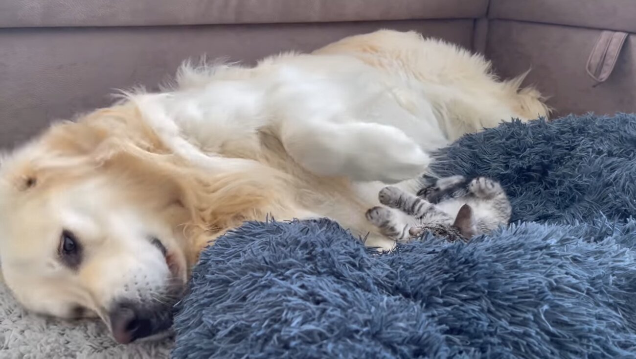 ゴールデンレトリーバー,動画