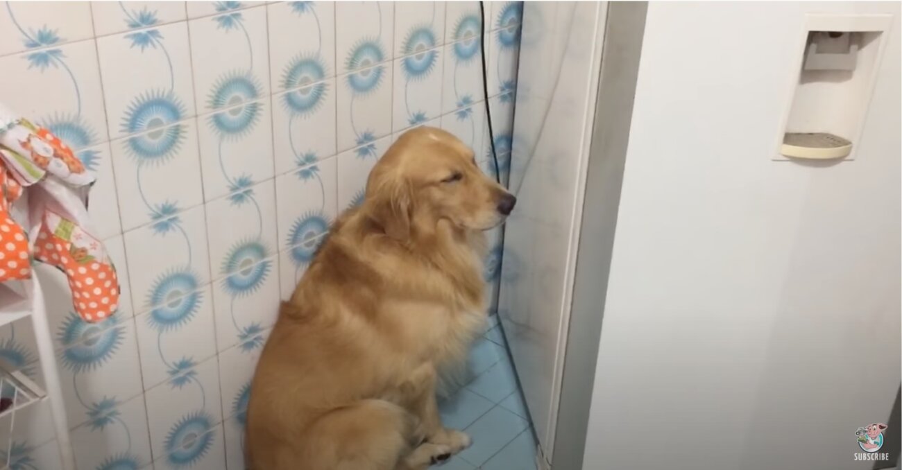 ゴールデンレトリーバー,動画