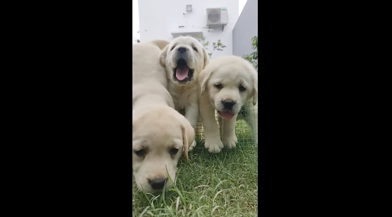 ラブラドールレトリーバー,動画