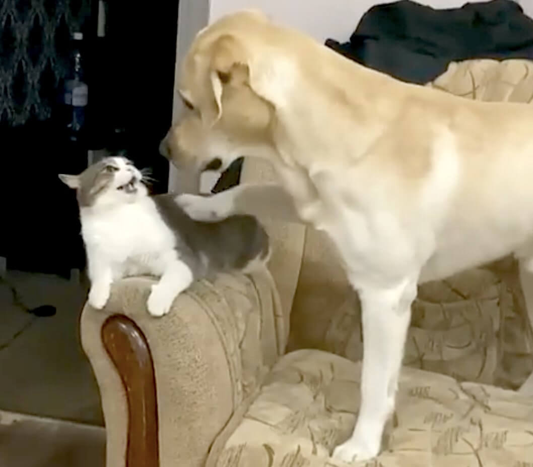 ラブラドールレトリーバー,動画