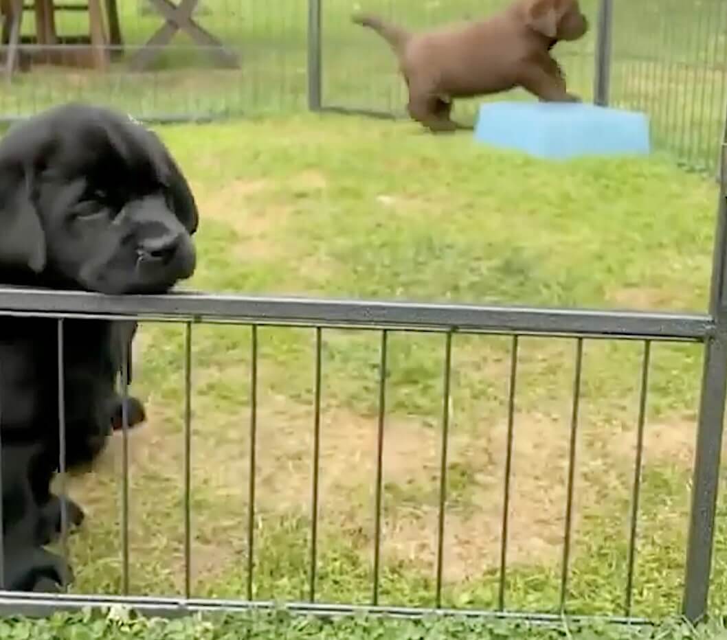 ラブラドールレトリーバー,動画