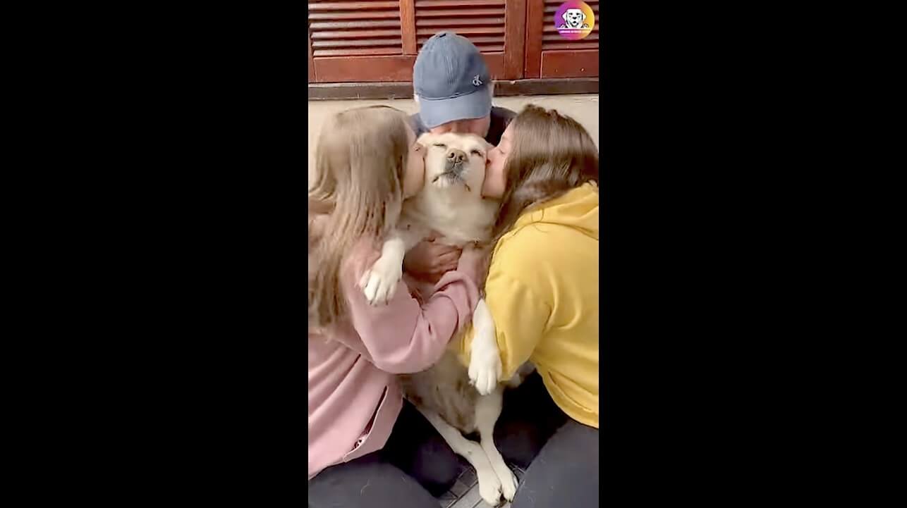 ラブラドールレトリーバー,動画