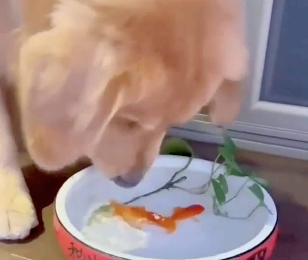 ゴールデンレトリーバー,動画