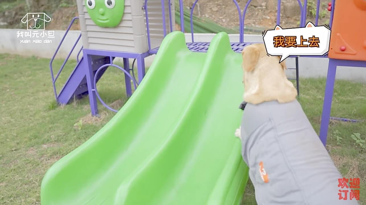 ラブラドールレトリーバー,動画