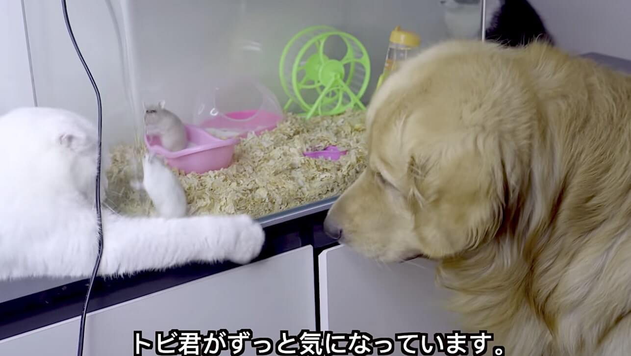 ゴールデンレトリーバー,動画