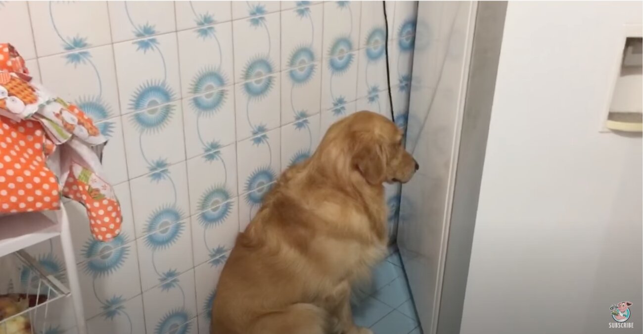 ゴールデンレトリーバー,動画