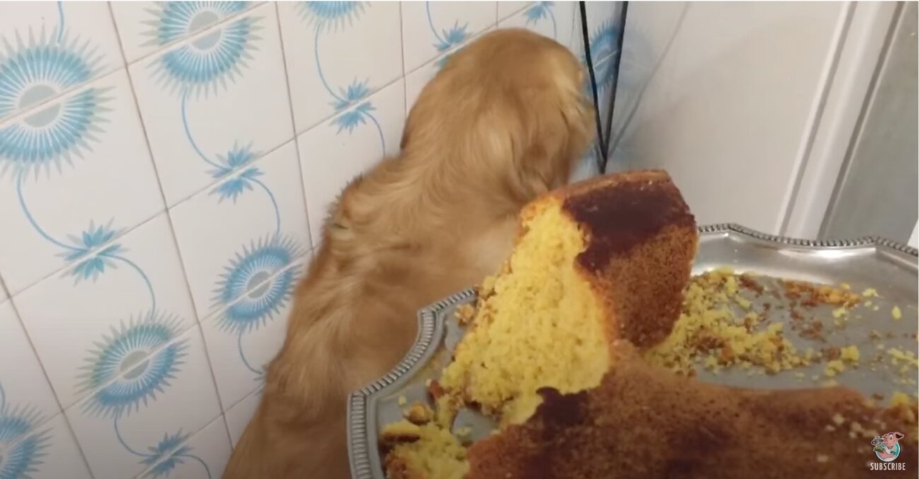 ゴールデンレトリーバー,動画