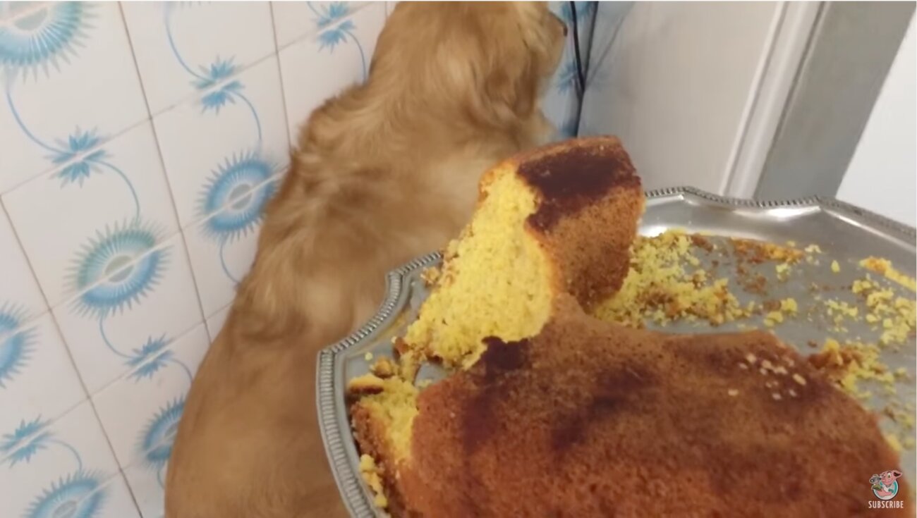 ゴールデンレトリーバー,動画