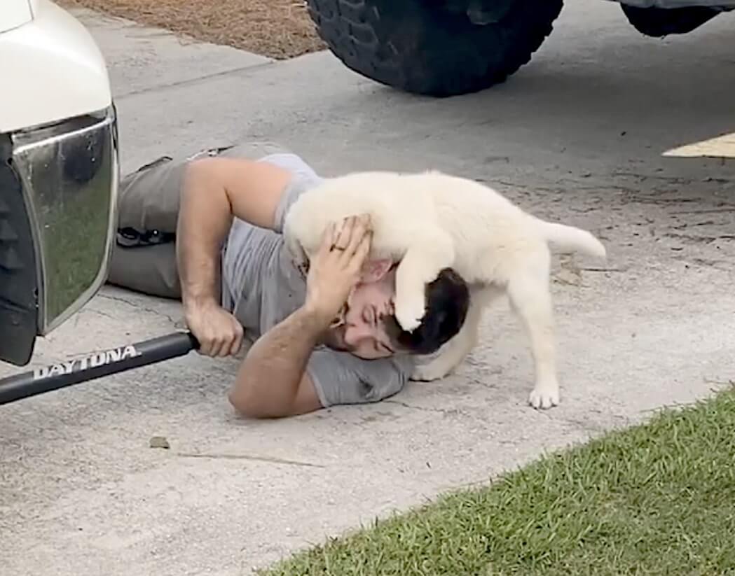 ゴールデンレトリーバー,動画