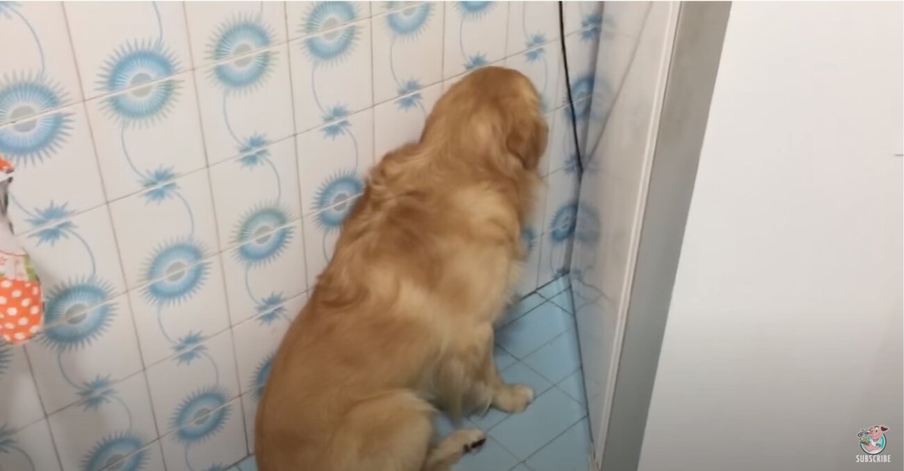 ゴールデンレトリーバー,動画