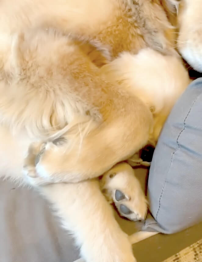 ゴールデンレトリーバー,動画