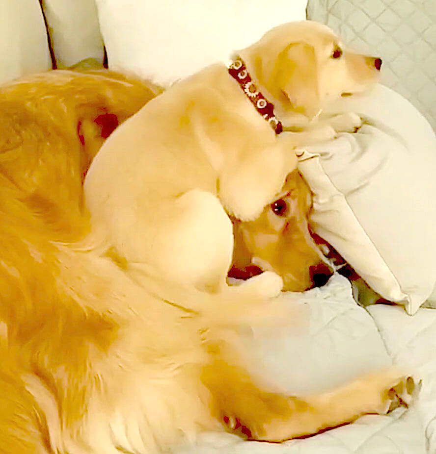 ゴールデンレトリーバー,動画