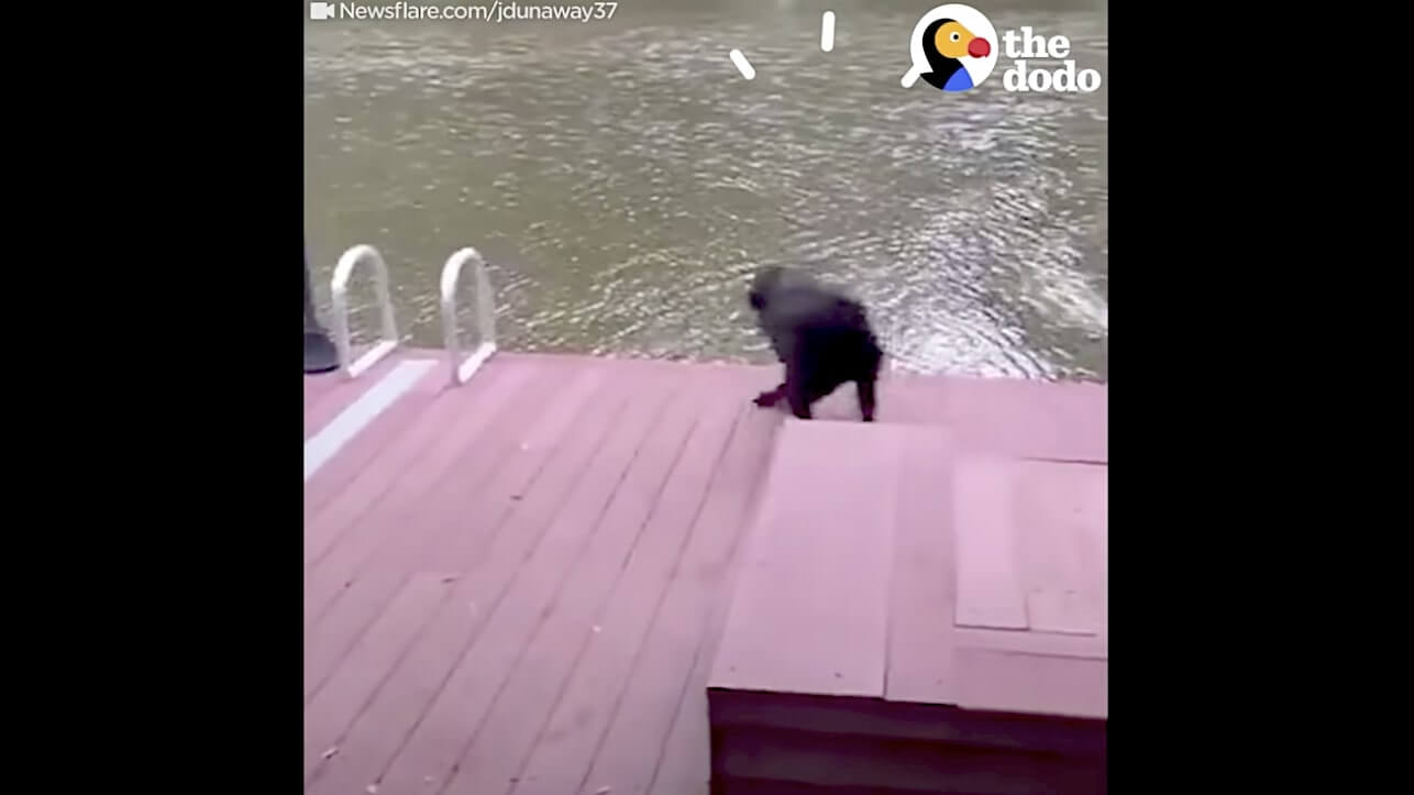 ラブラドールレトリーバー,動画