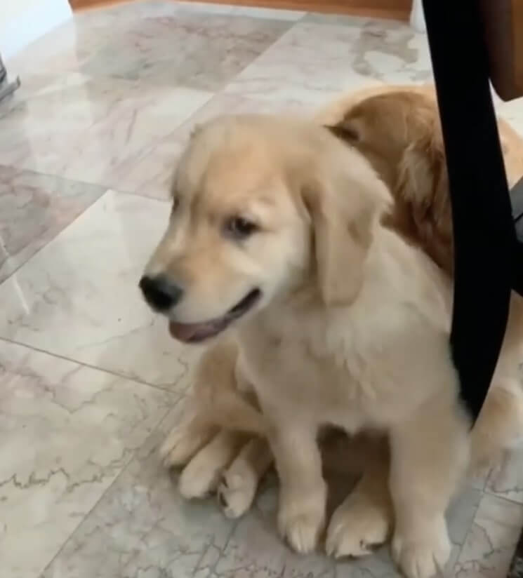 ゴールデンレトリーバー,動画