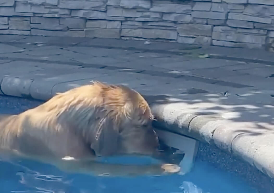 ゴールデンレトリーバー,動画