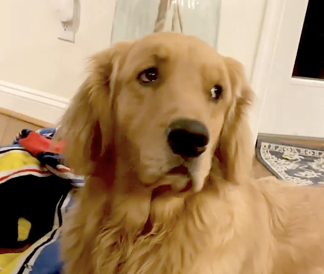 ゴールデンレトリーバー,動画