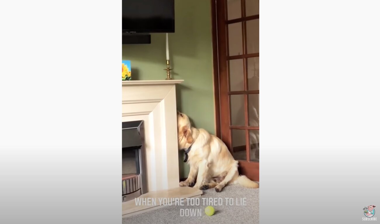 ゴールデンレトリーバー,動画