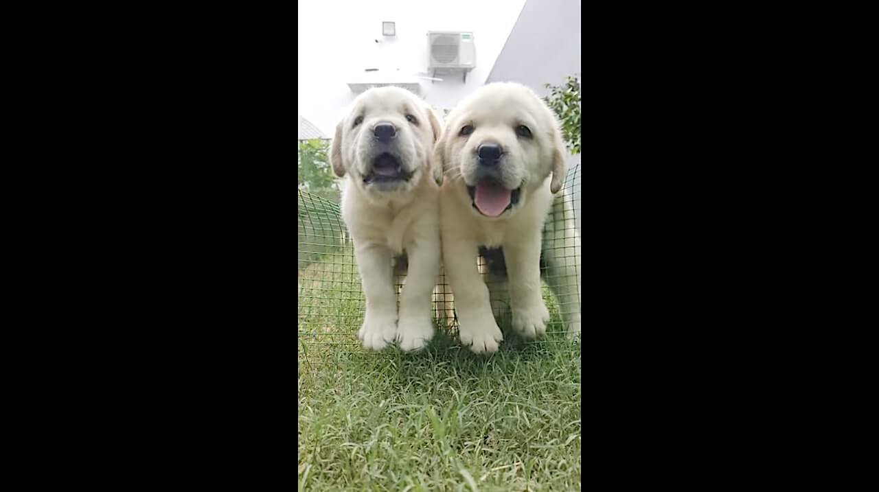 ラブラドールレトリーバー,動画