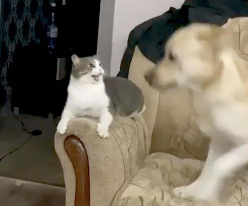 ラブラドールレトリーバー,動画