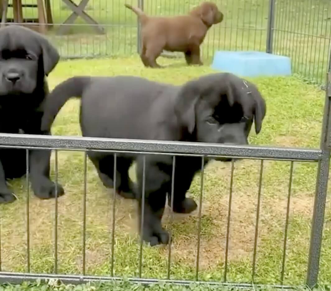 ラブラドールレトリーバー,動画