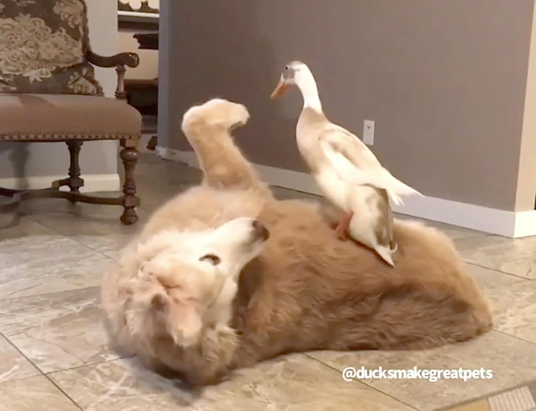 ゴールデンレトリーバー,動画