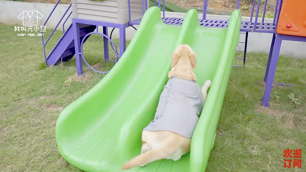 ラブラドールレトリーバー,動画