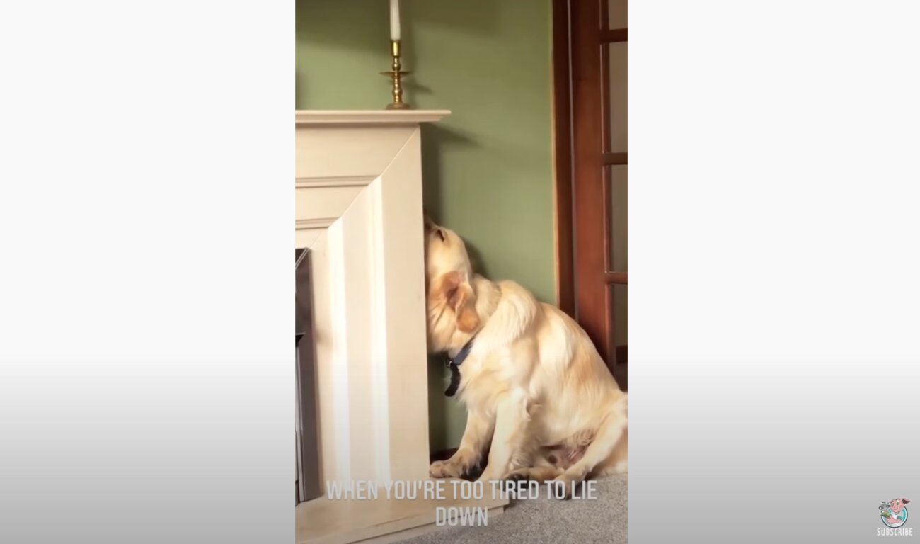 ゴールデンレトリーバー,動画