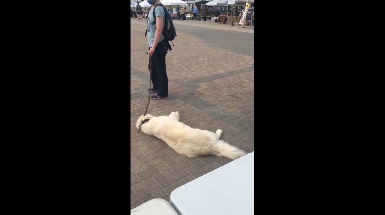 ゴールデンレトリーバー,動画