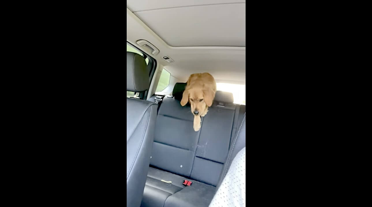 ゴールデンレトリーバー,動画