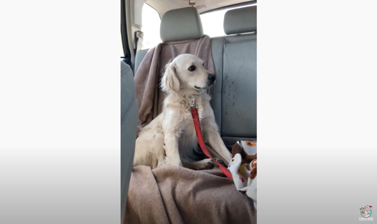 ゴールデンレトリーバー,動画