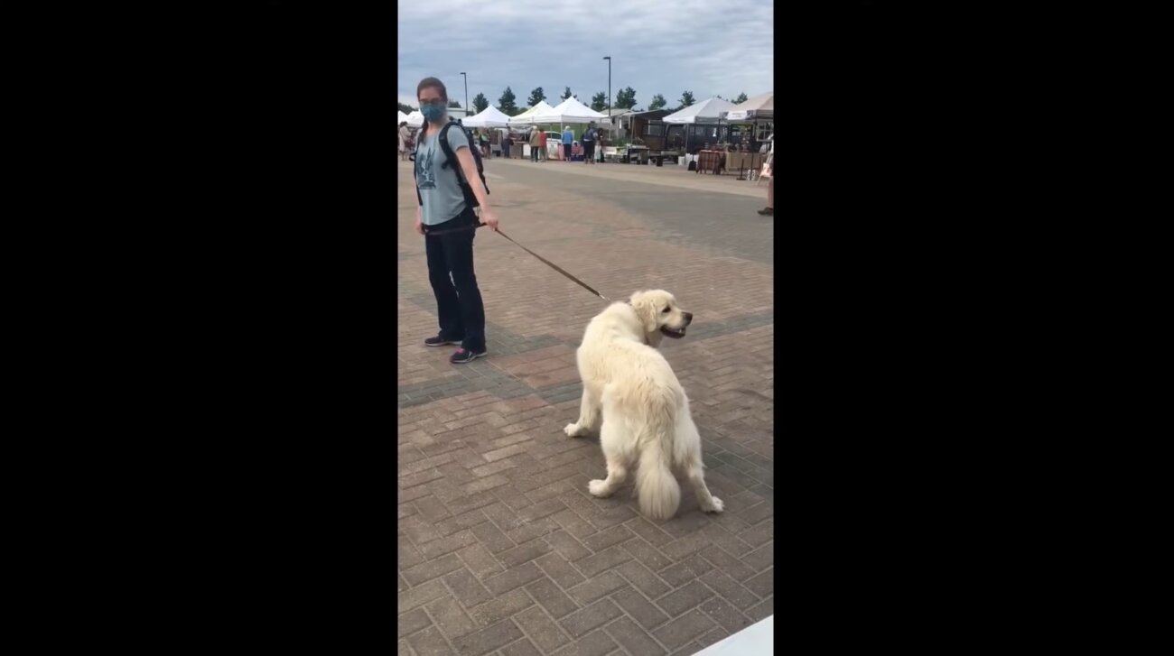 ゴールデンレトリーバー,動画