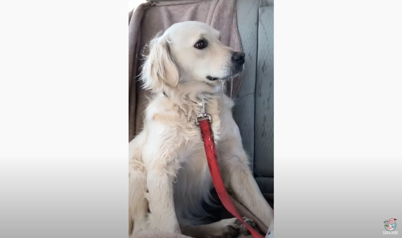 ゴールデンレトリーバー,動画