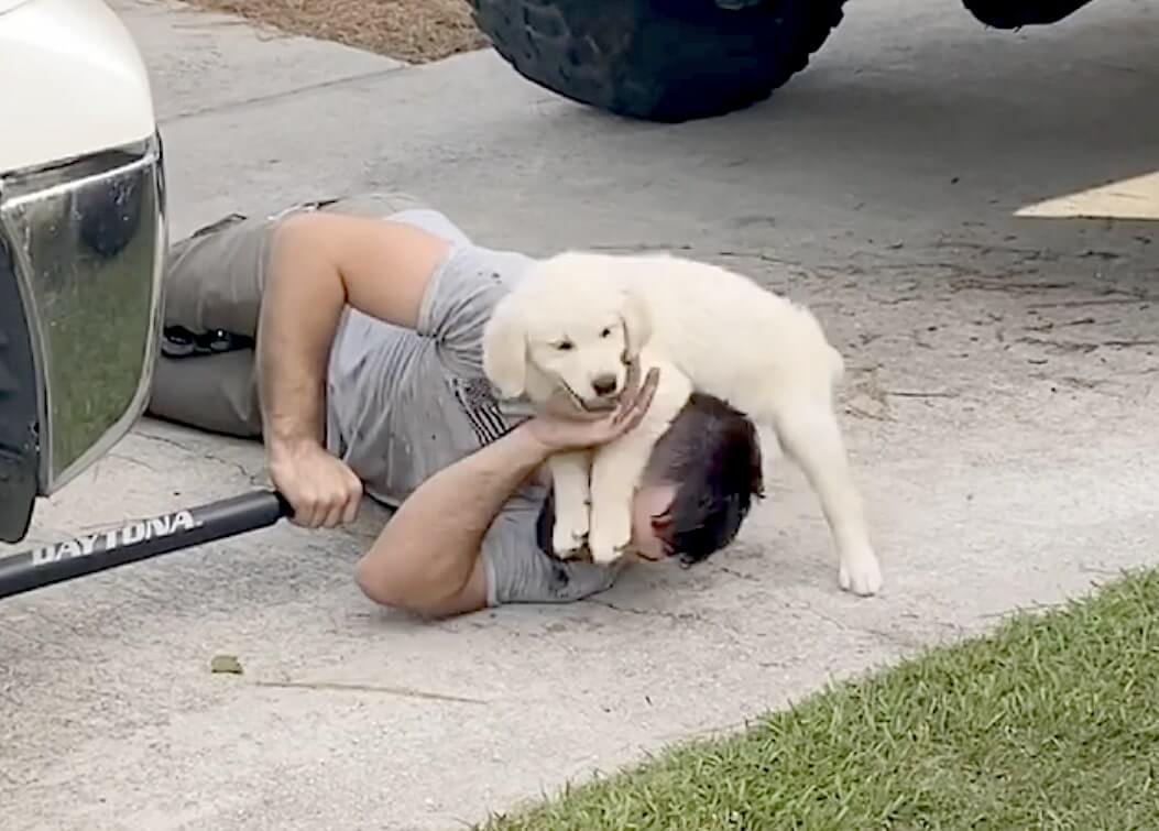 ゴールデンレトリーバー,動画