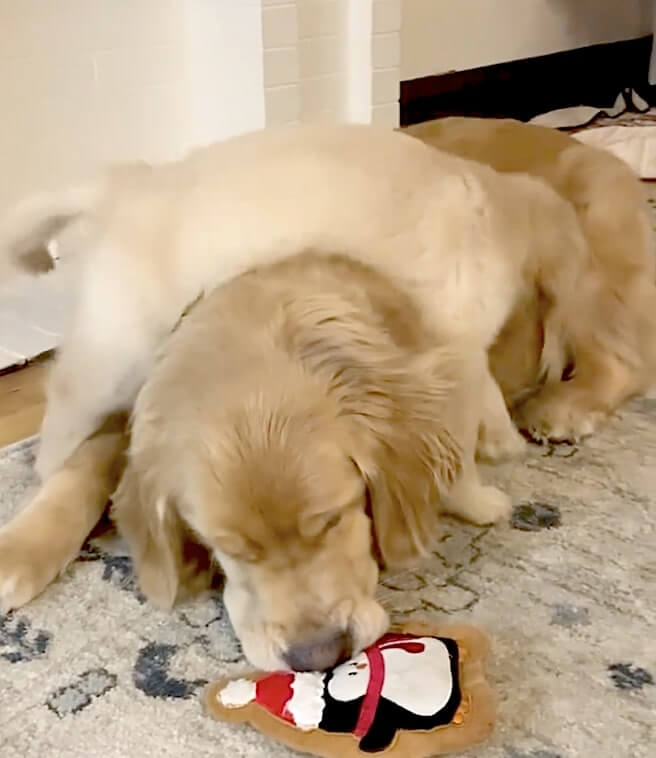 ゴールデンレトリーバー,動画