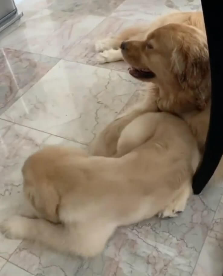 ゴールデンレトリーバー,動画