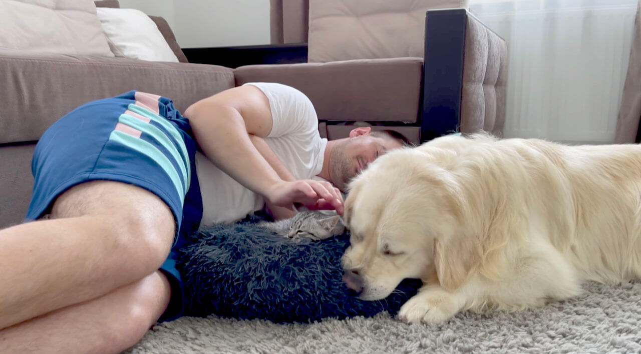 ゴールデンレトリーバー,動画