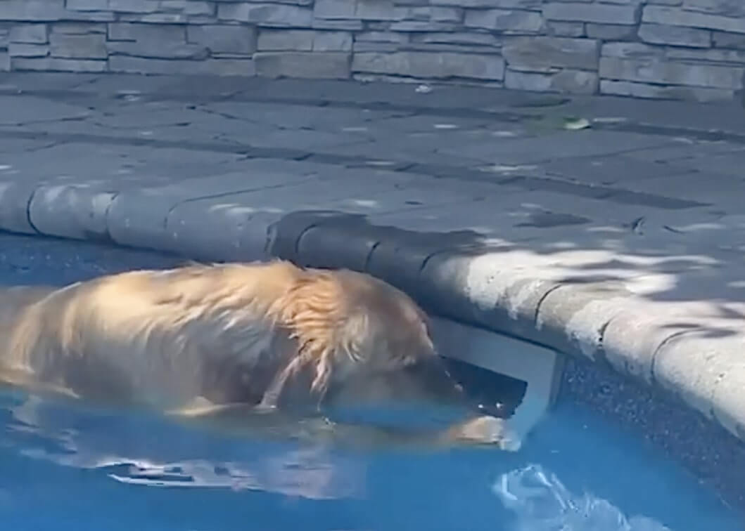 ゴールデンレトリーバー,動画