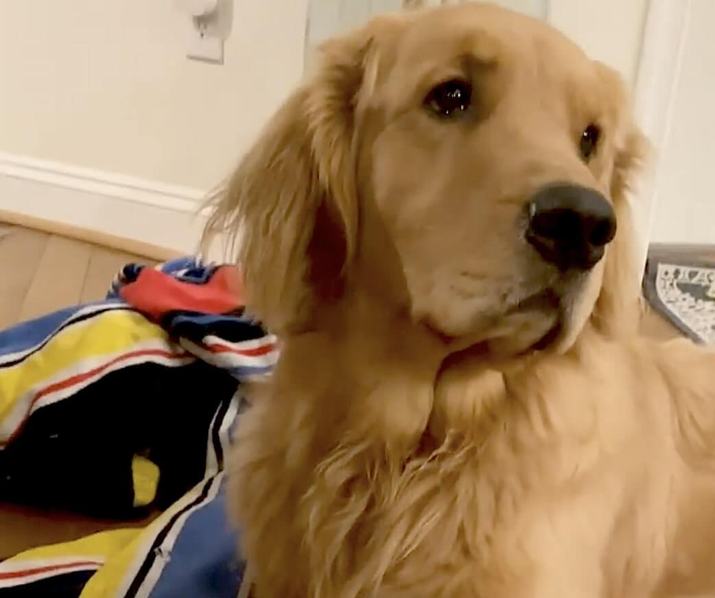 ゴールデンレトリーバー,動画