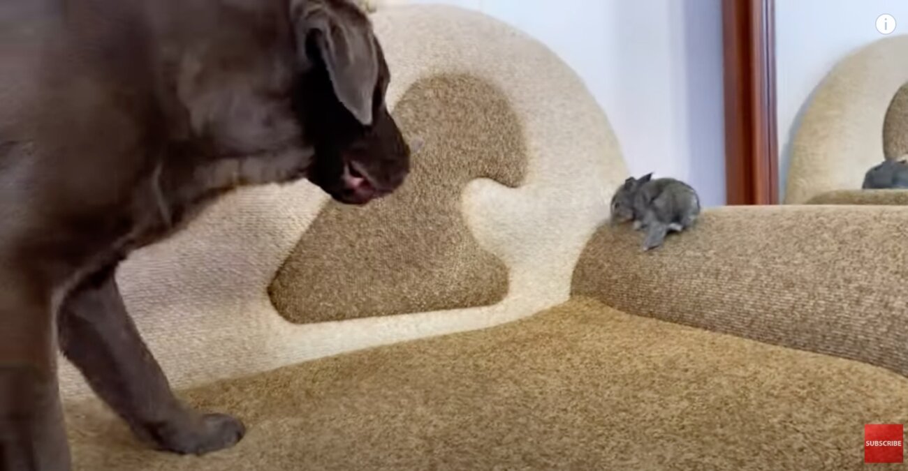 ラブラドールレトリーバー,動画