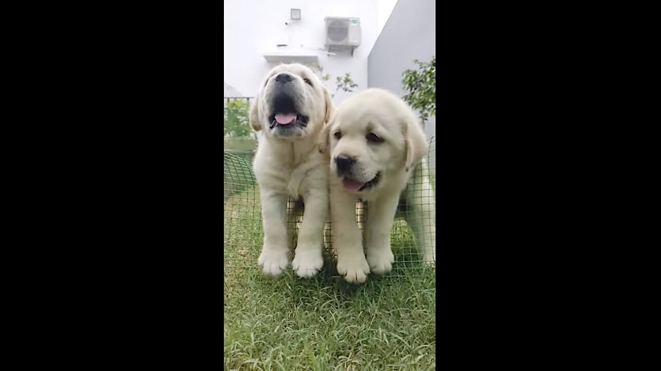 ラブラドールレトリーバー,動画