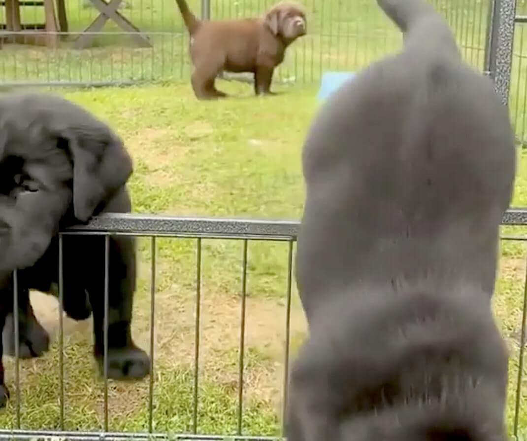 ラブラドールレトリーバー,動画