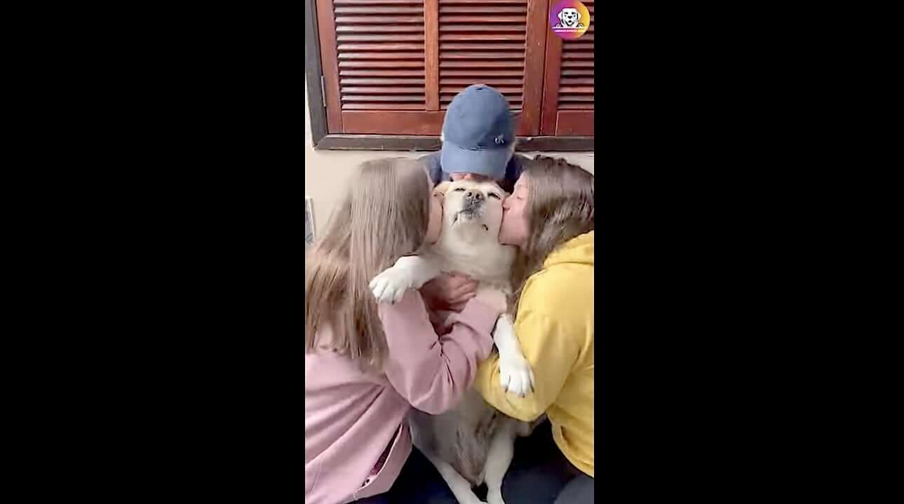 ラブラドールレトリーバー,動画