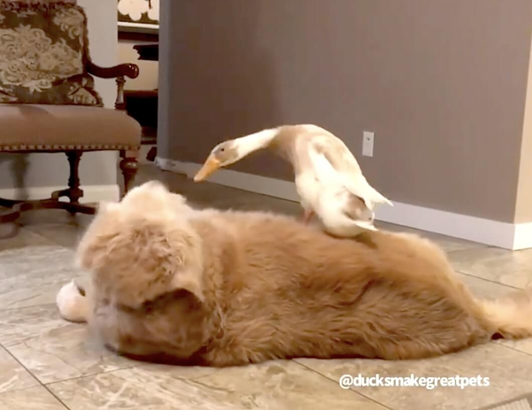 ゴールデンレトリーバー,動画