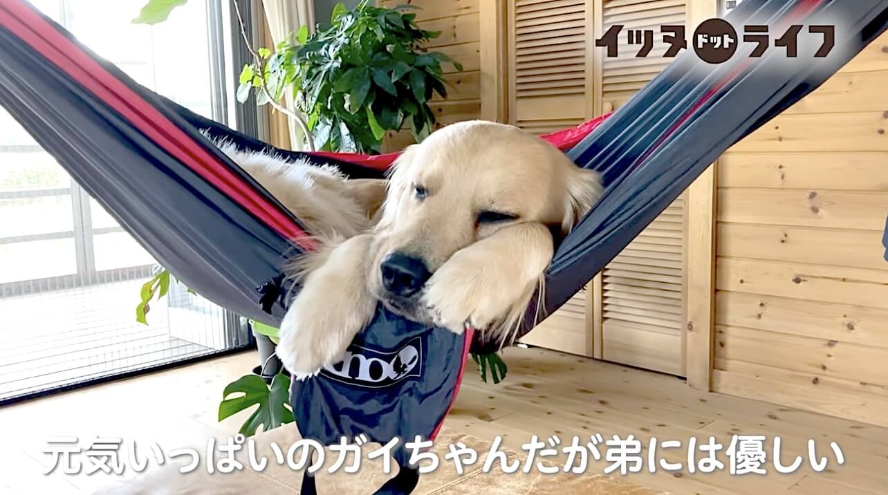 ゴールデン,動画,イッヌドットライフ